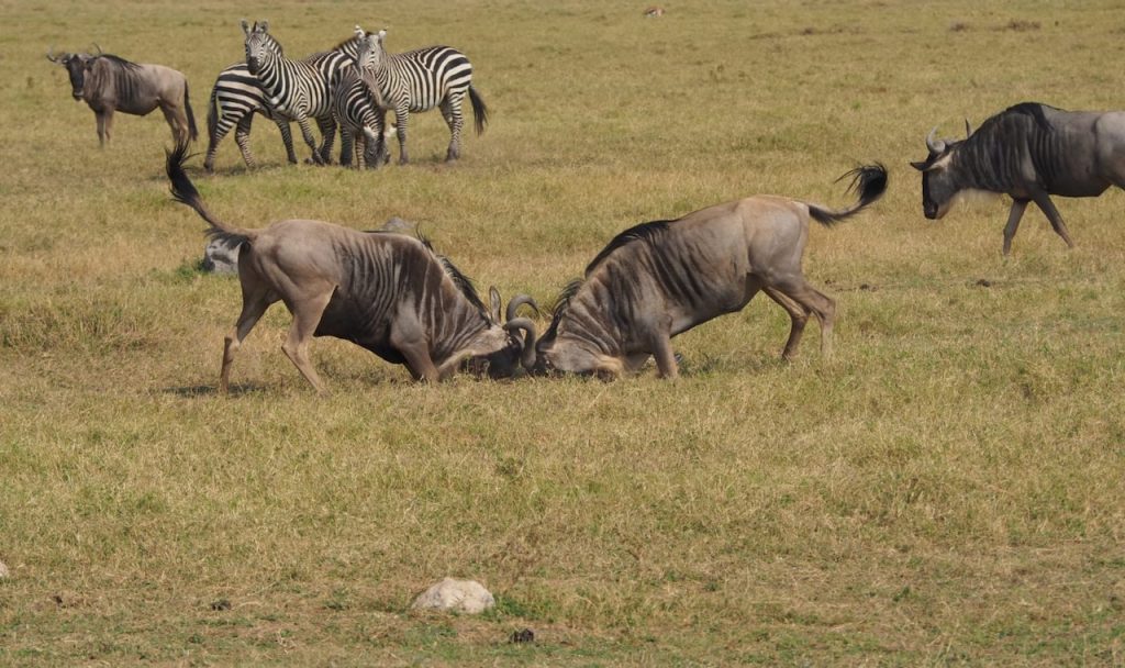 Quel est le prix d'un Safari en Tanzanie?