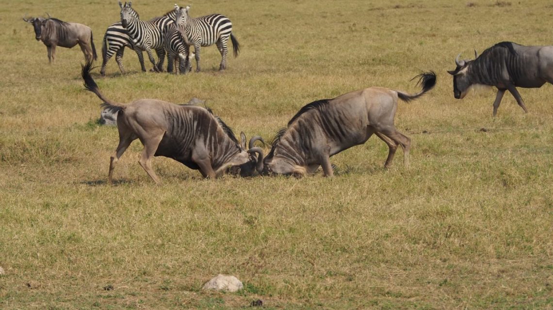 Quel est le prix d’un Safari en Tanzanie?