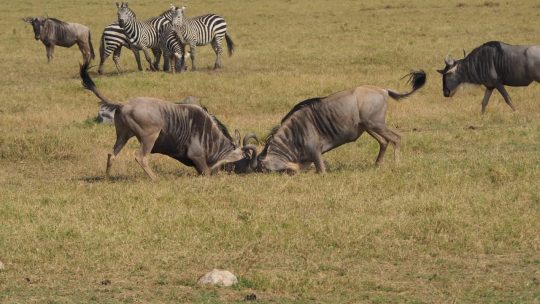 Quel est le prix d’un Safari en Tanzanie?