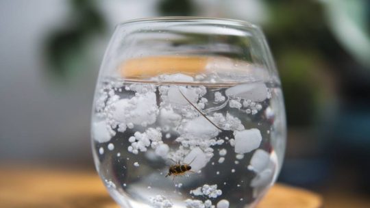 Les pifas dans l’eau de boisson : un danger pour la santé