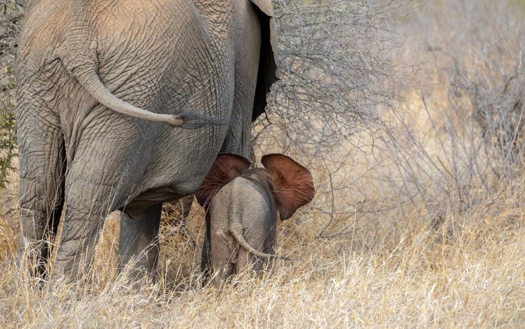 Top 5 des safaris en Tanzanie pour une expérience inoubliable