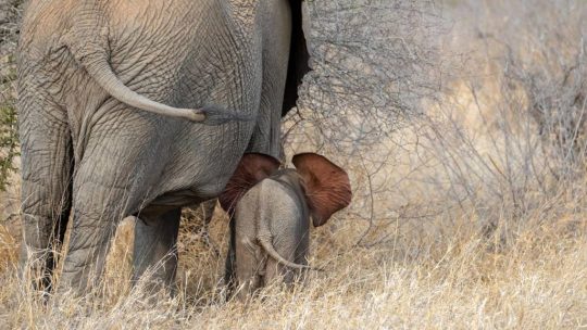 Top 5 des safaris en Tanzanie pour une expérience inoubliable